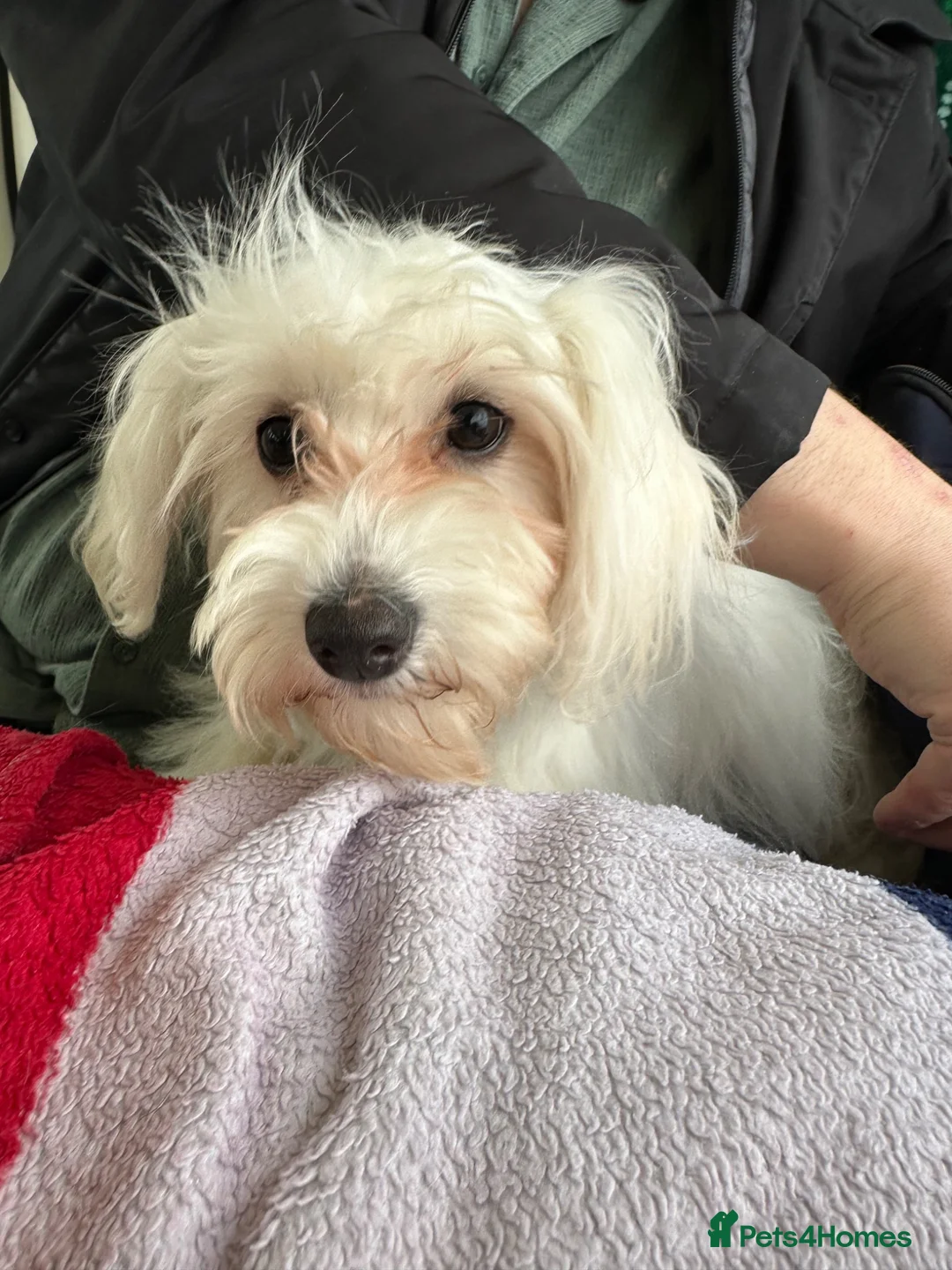 Bichon Frise dogs for sale: Anna 9 months old  - Advert 2