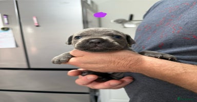 Mixed Breed dogs - Advert 2