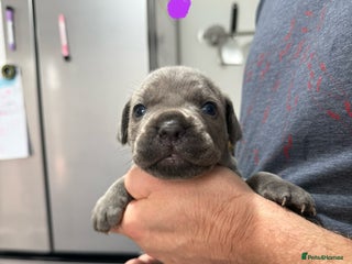 Mixed Breed dogs - Advert 6