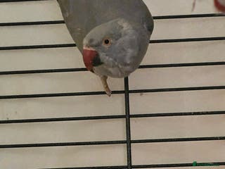 Ringnecks birds Grey indian ringneck parrot - Advert 3