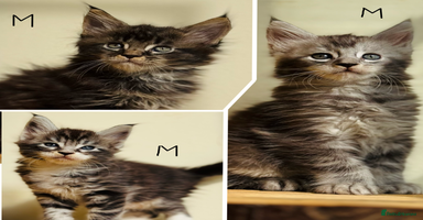 Maine Coon cats - Advert 5