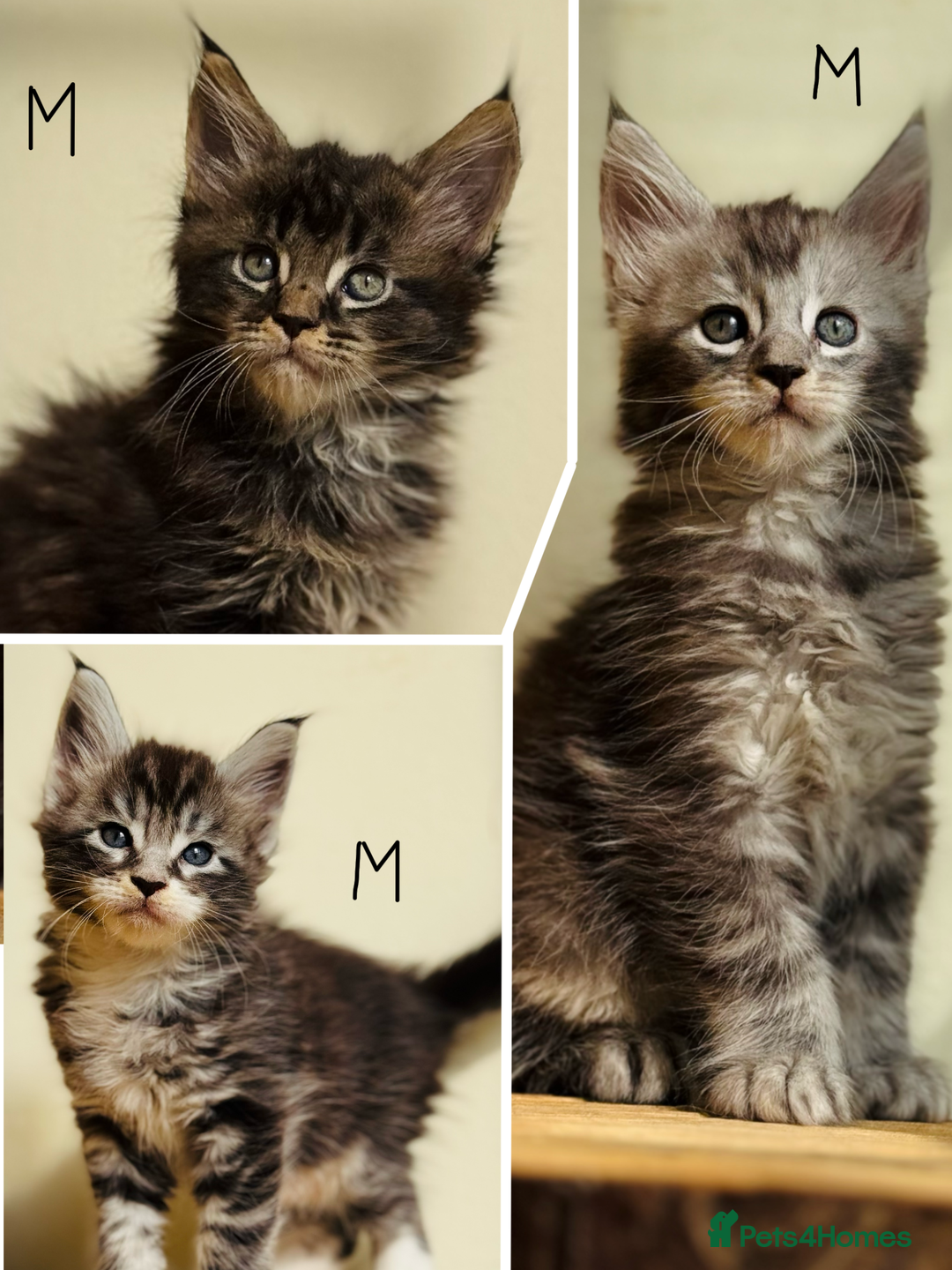 Maine Coon cats for sale: Beautiful pure bread maine coon kittens  - Image 3