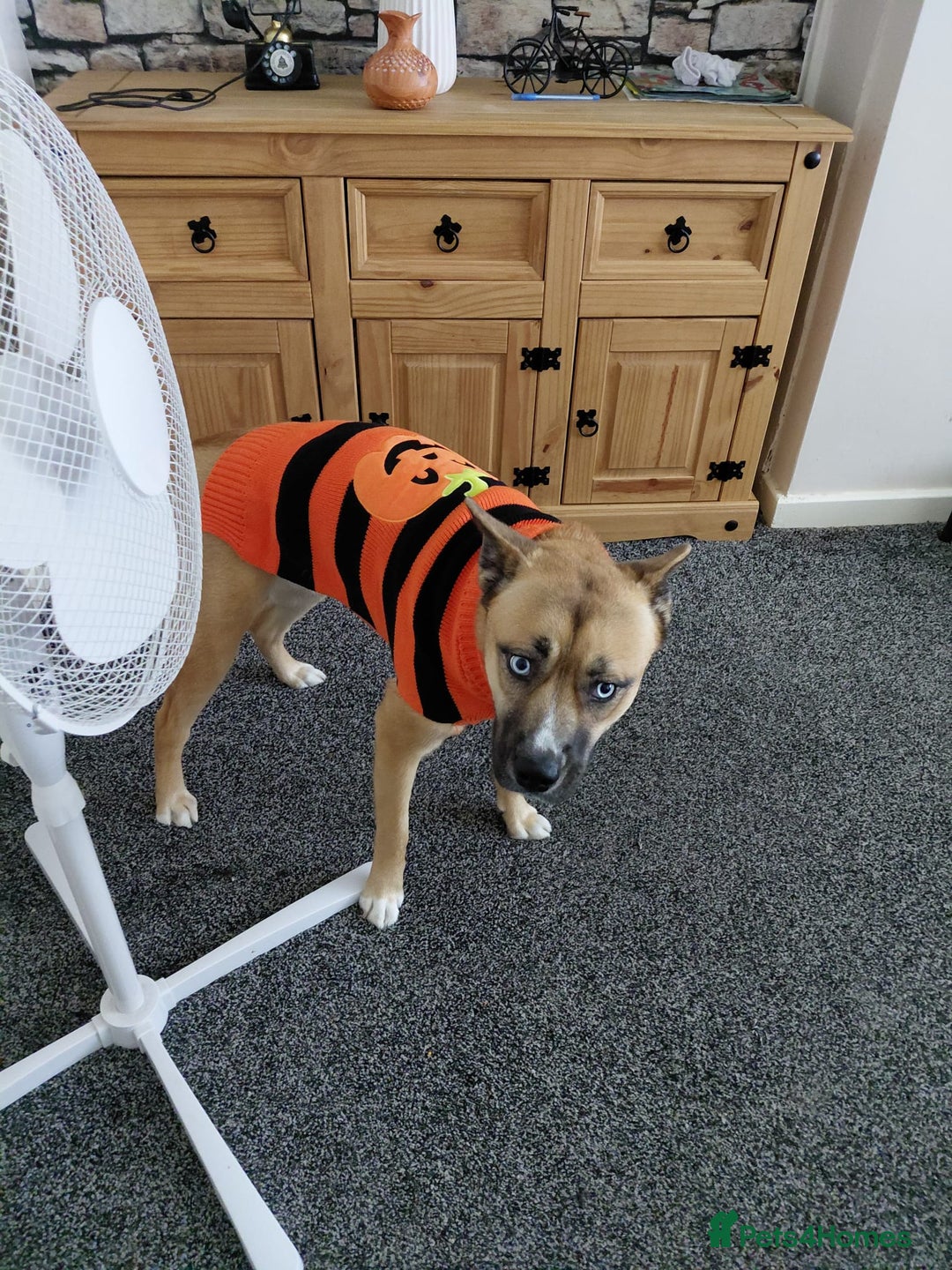 Mixed Breed dogs for sale: Husky cross frenchie  - Advert 5