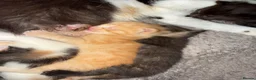 Mixed Breed cats for sale: Mix breed kittens - Advert 15