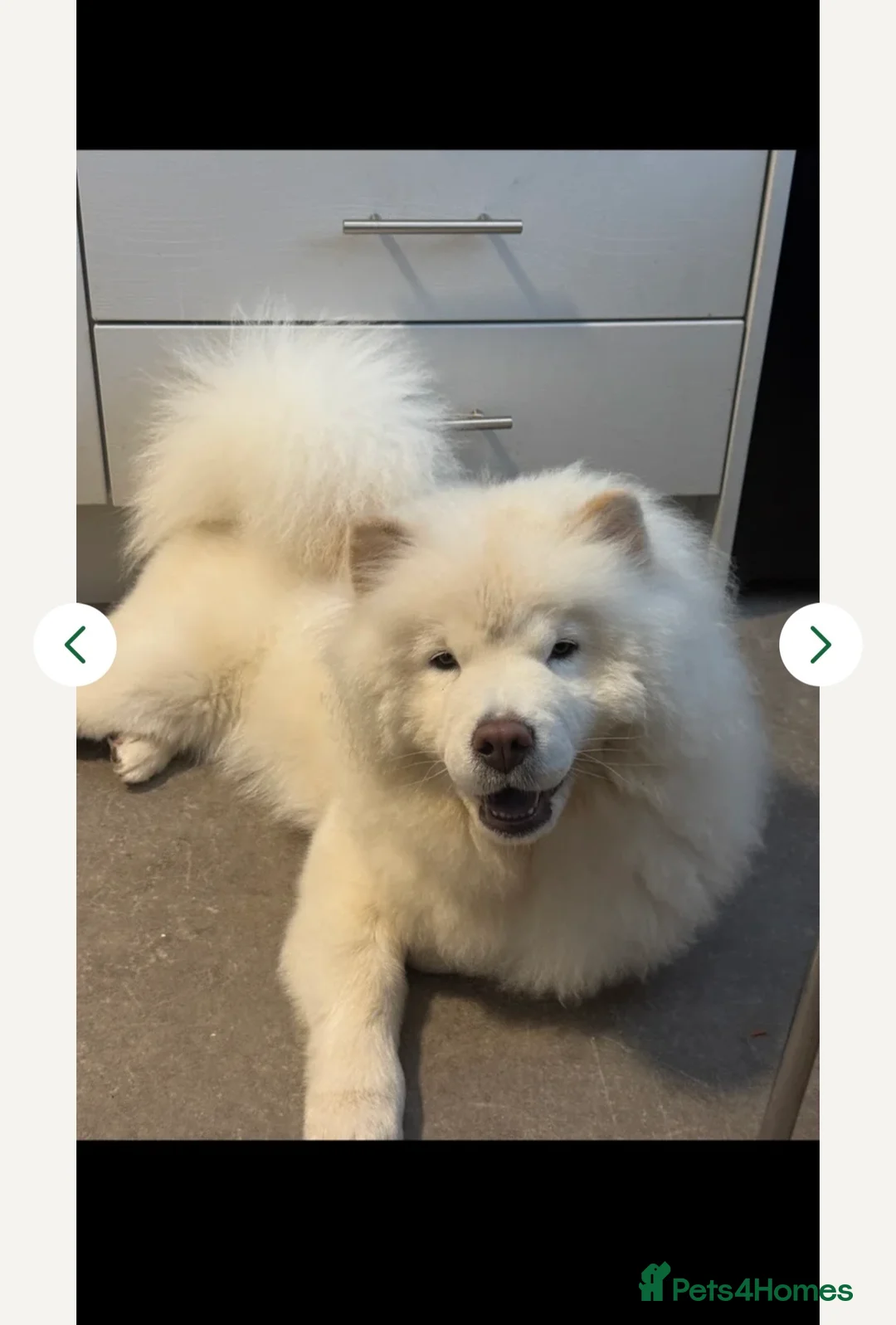 Chow Chow dogs for sale: Gorgeous Loving Chow Chow Girl, Age 1 in London - Advert 3