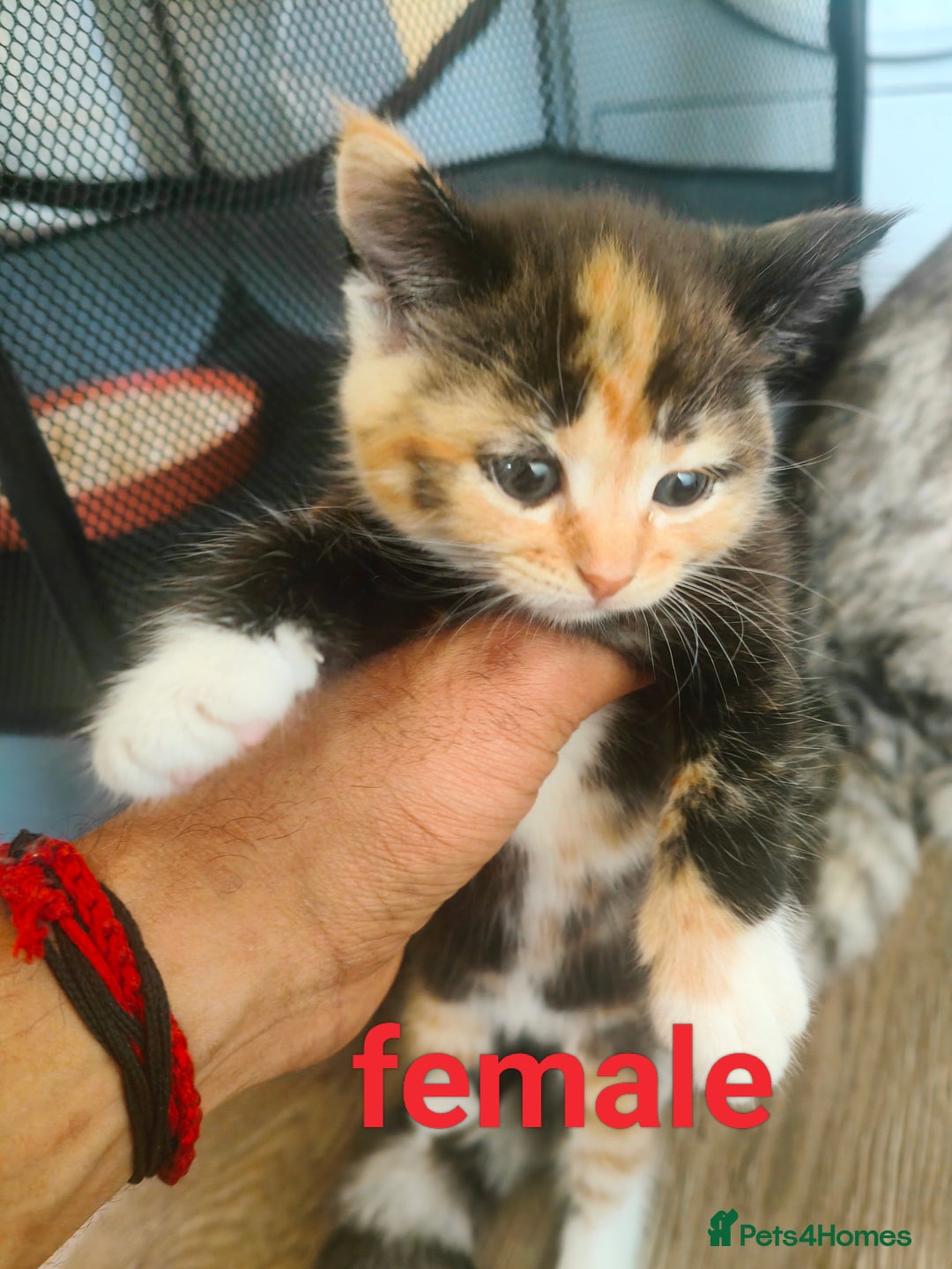 Mixed Breed cats for sale: MaineCoon Mixed Kittens For Sale  - Image 5