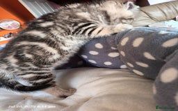 British Shorthair cats for sale: British grey shorthair and Scottish fold - Image 10