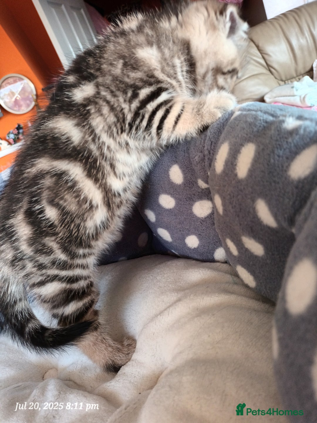 British Shorthair cats for sale: British grey shorthair and Scottish fold - Image 10