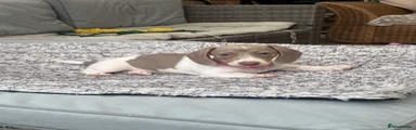 Pink collar (Piebald)