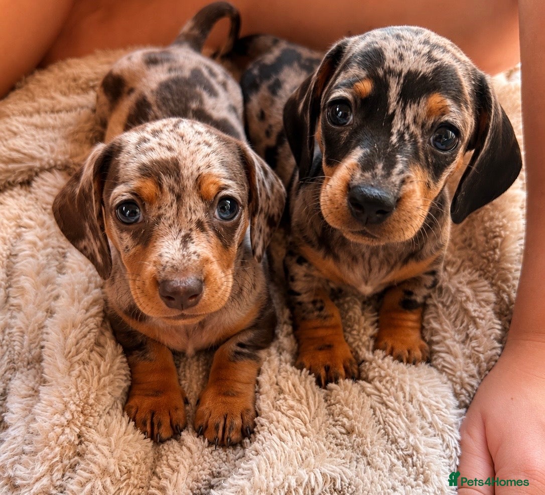 Dachshund dogs 7 beautiful dachshund puppies  - Advert 1