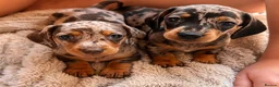 Dachshund dogs for sale: 7 beautiful dachshund puppies  - Advert 5