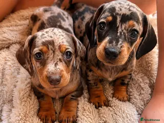 Dachshund dogs 7 beautiful dachshund puppies - Advert 2