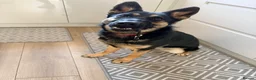 German Shepherd dogs for sale: Beautiful 10 month old female German shepherd - Advert 1