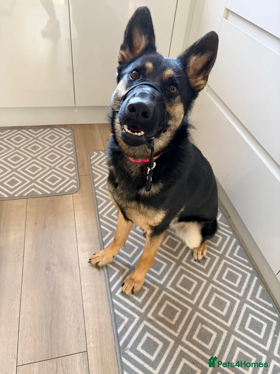German Shepherd dogs for sale: Beautiful 10 month old female German shepherd - Advert 1