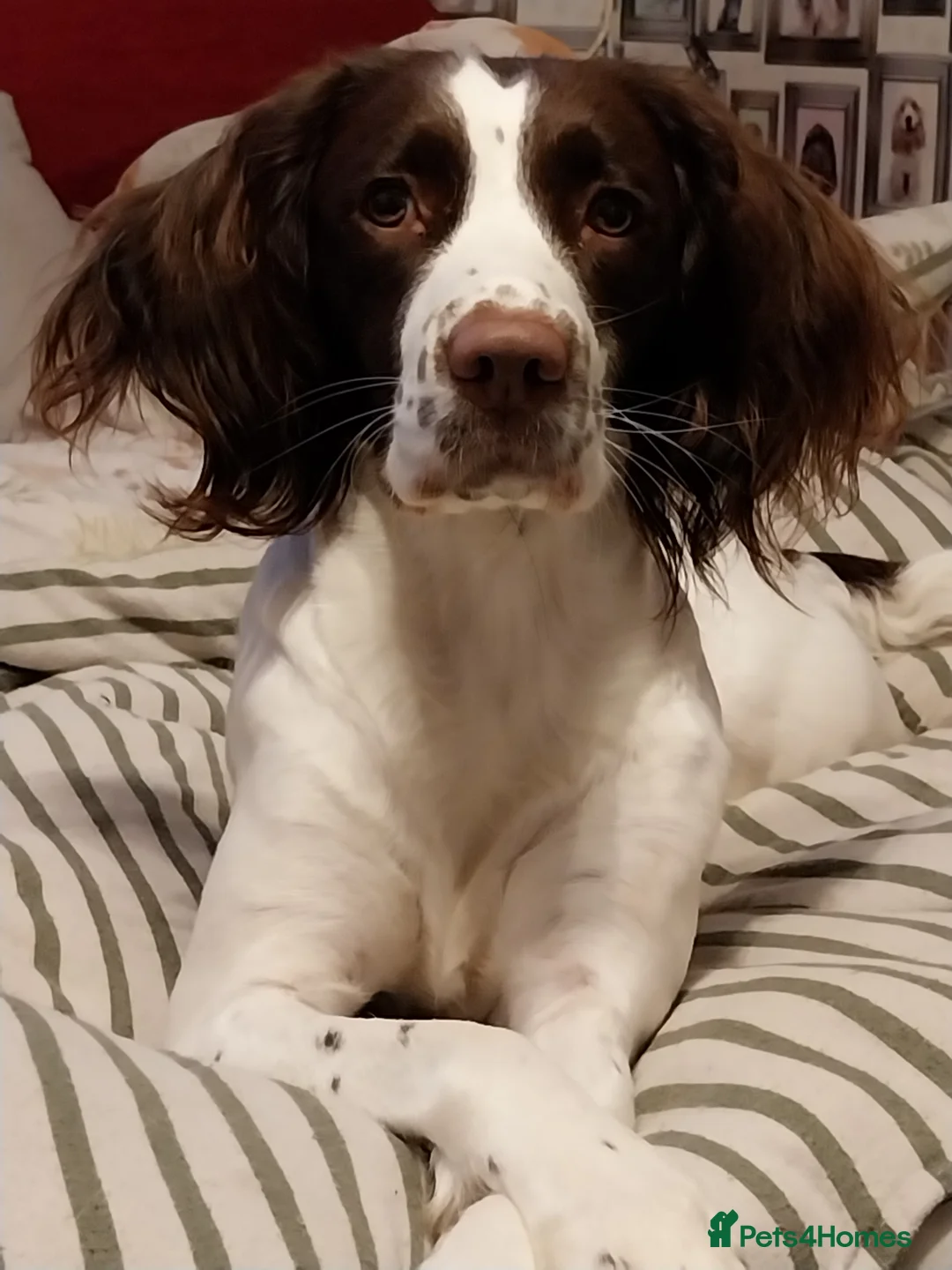 Mixed Breed dogs for sale: Springer spaniel cross lurcher  - Advert 1