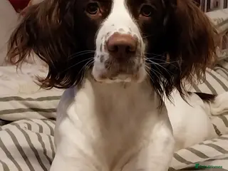 Mixed Breed dogs Springer spaniel cross lurcher - Advert 2