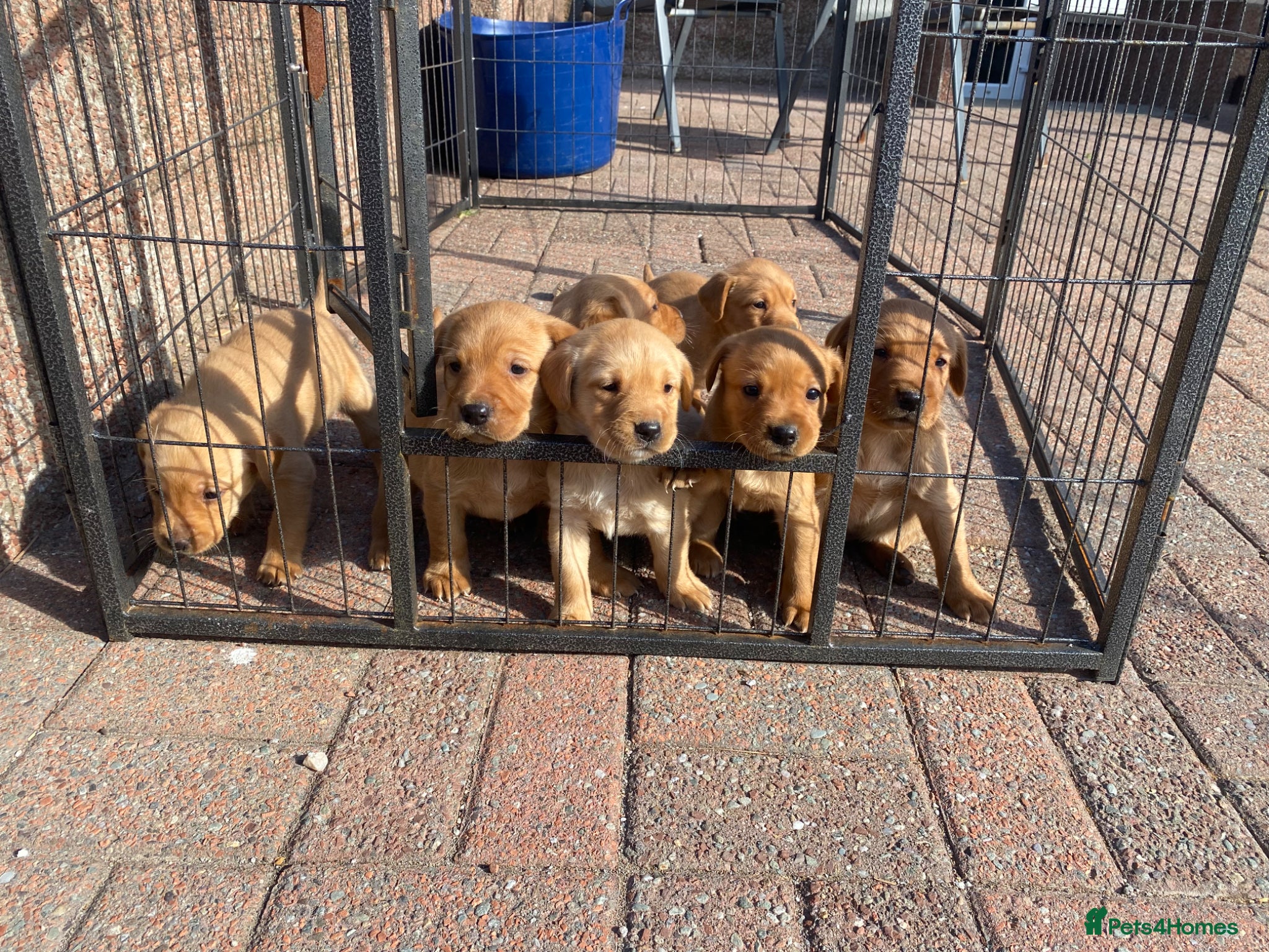 Labrador Retriever dogs KC Registered Fox red Labrador puppies available  - Advert 4