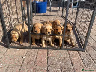 Labrador Retriever dogs KC Registered Fox red Labrador puppies available - Advert 4