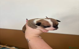 Mixed Breed dogs for sale: BEAUTIFUL BULL HERDERS (American Bulldog X Mali) - Image 2