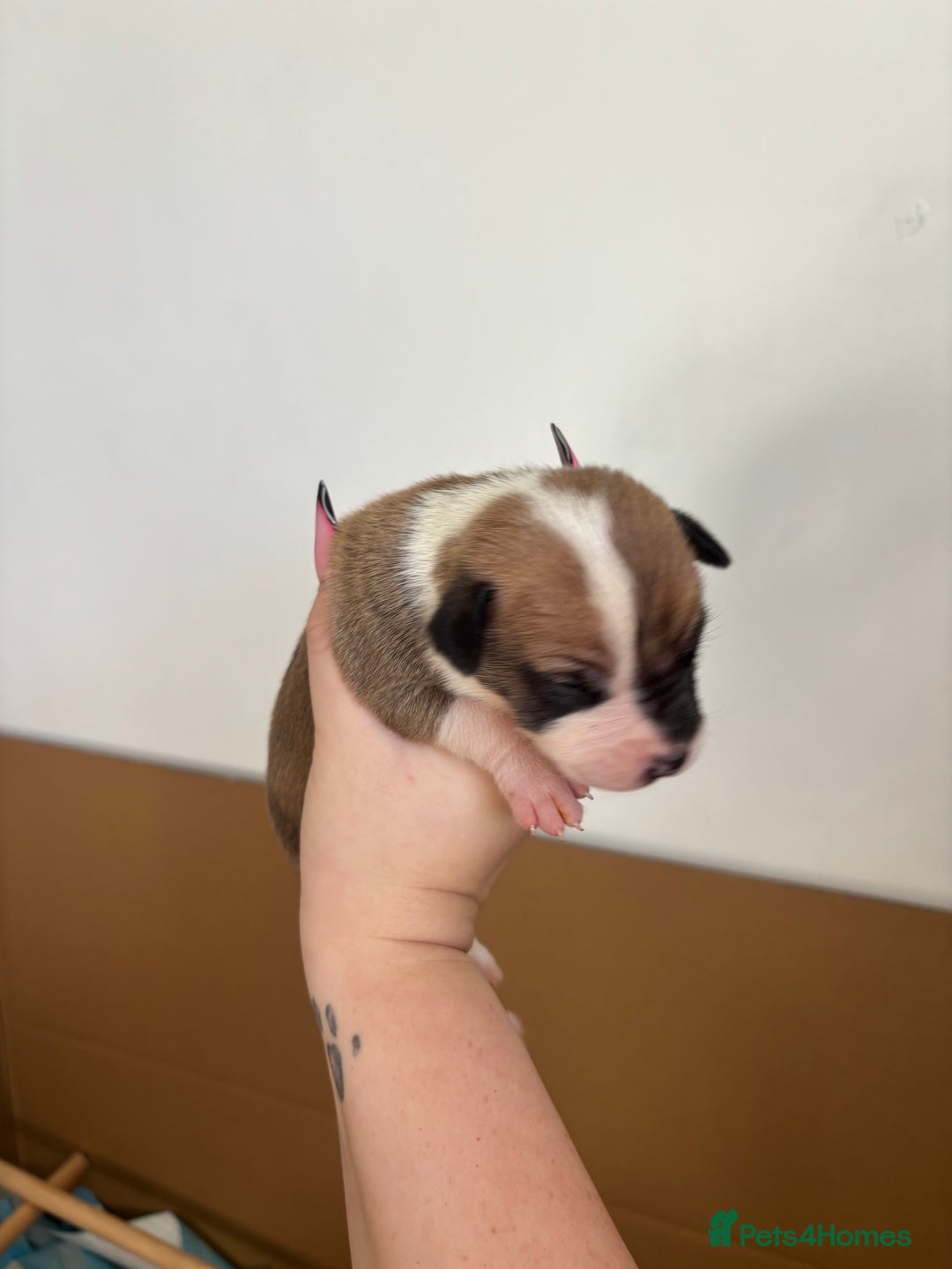 Mixed Breed dogs for sale: BEAUTIFUL BULL HERDERS (American Bulldog X Mali) - Image 2