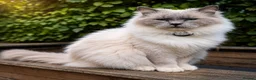 Ragdoll cats for sale: Blue Point Ragdolls | Celestial Litter - Advert 12