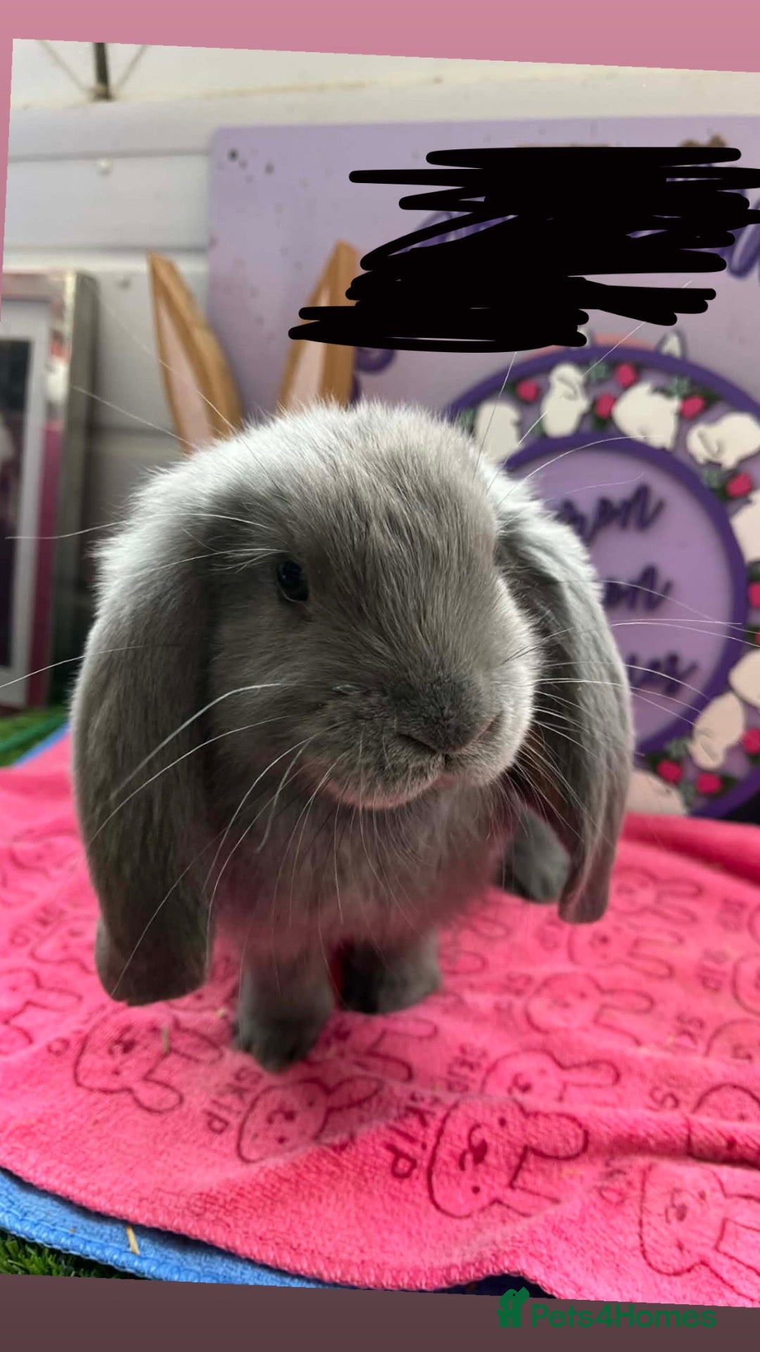 British Giant rabbits Giant lop  - Advert 5