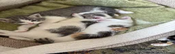 Mixed Breed cats for sale: Beautiful Kitten ready for new homes 9th July  in Craven Arms - Advert 4