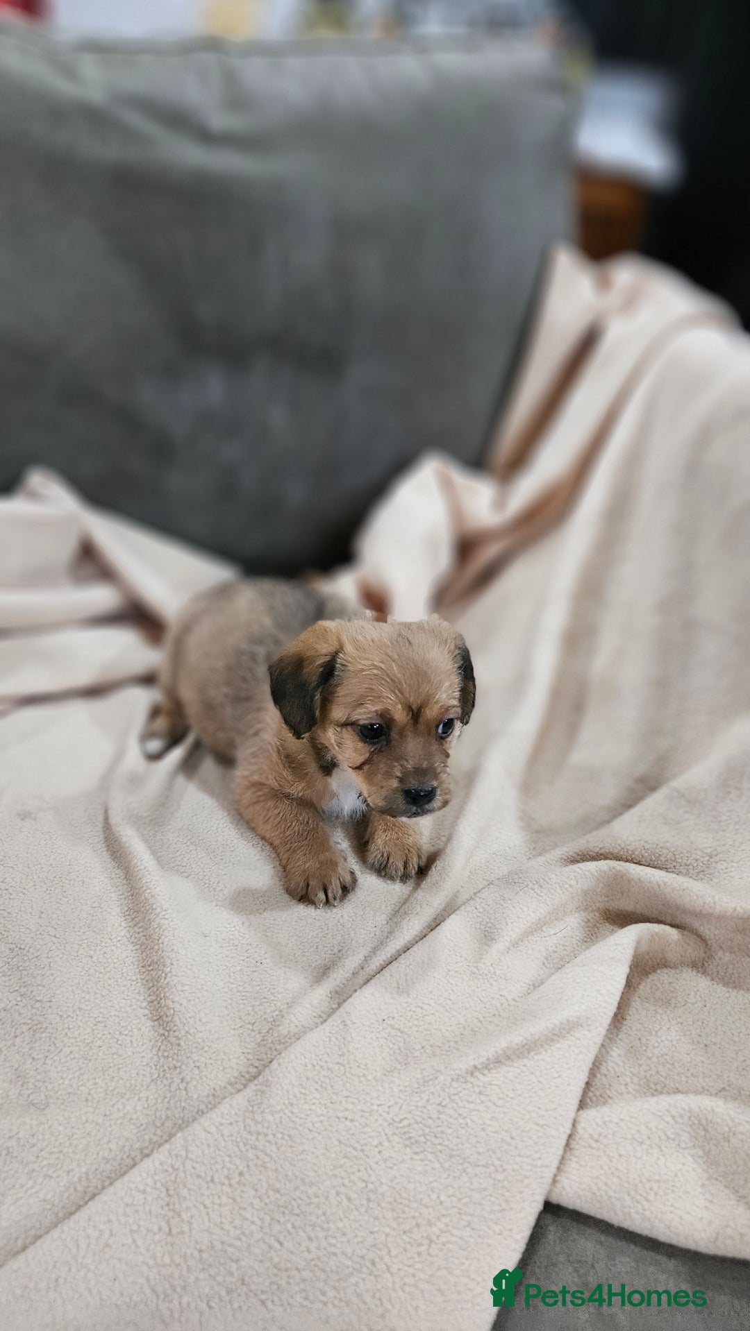 Mixed Breed dogs for sale: Shitzu cross jack Russell  - Advert 4