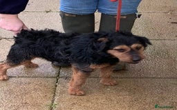 Lakeland Terrier dogs for sale: Working type Lakeland terrier’s puppies  - Image 13