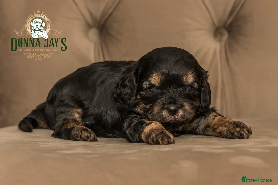 Cavapoo dogs for sale: Donna jays celebrity k9s 🌟🌟🌟🌟🌟  - Advert 10