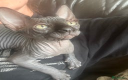Sphynx cats for sale: ✨ Chunky Stunning Sphynx Kittens for Sale ✨ - Image 5