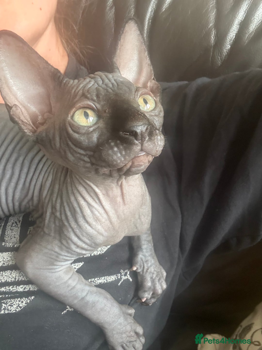 Sphynx cats for sale: ✨ Chunky Stunning Sphynx Kittens for Sale ✨ - Image 5
