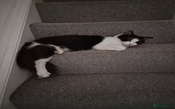 Mixed Breed cats for sale: Selling kitten - Advert 4