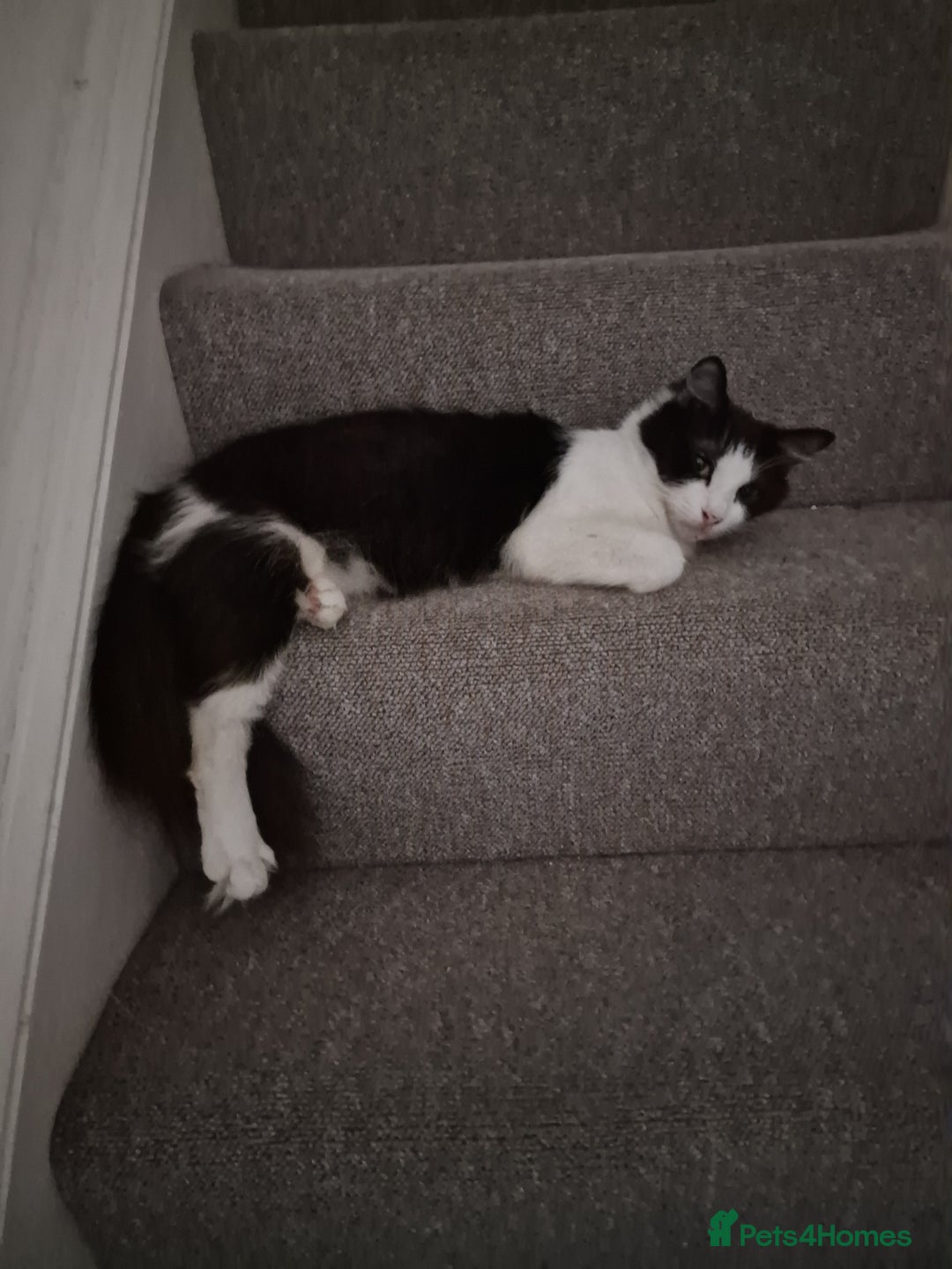 Mixed Breed cats for sale: Selling kitten - Advert 4