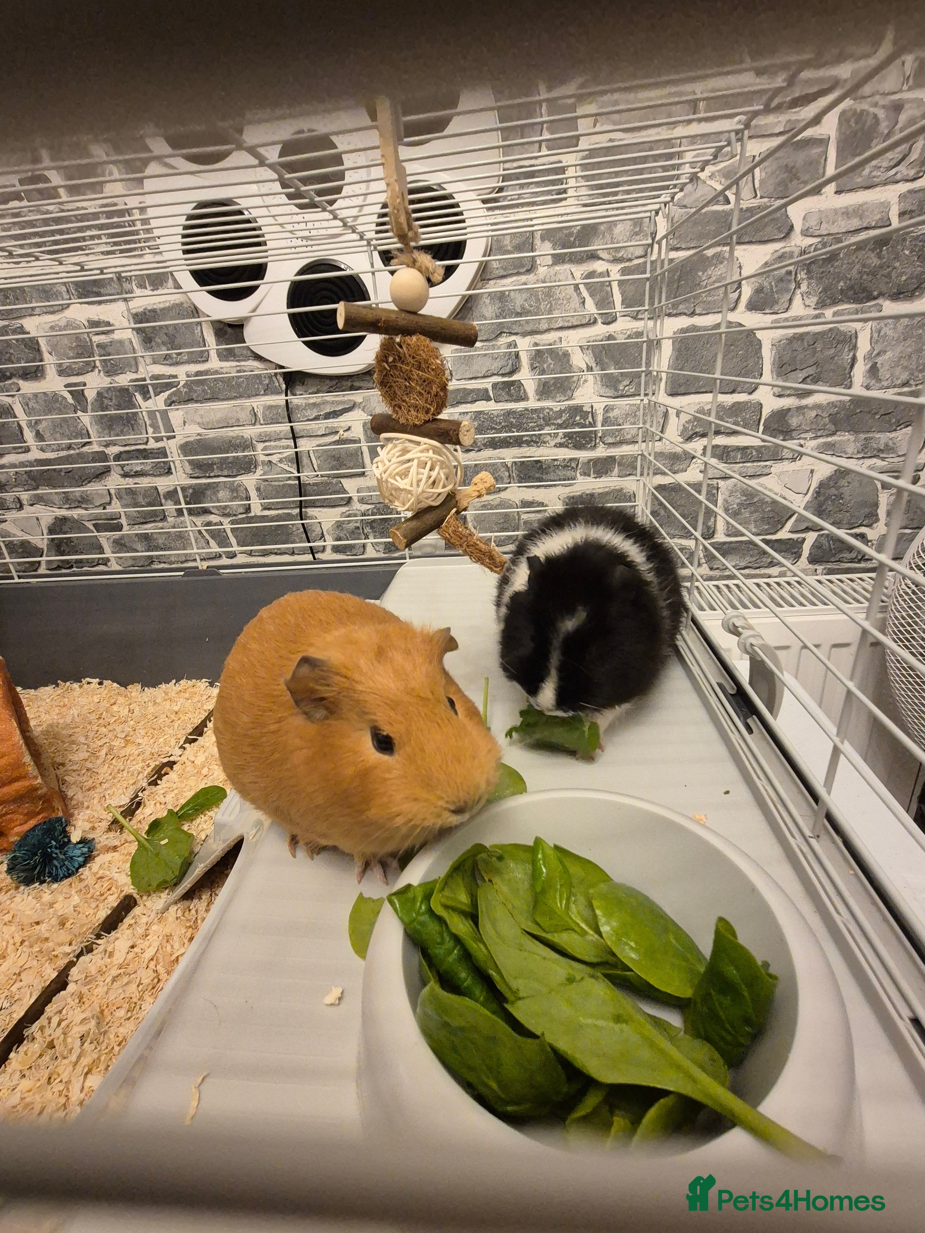 Guinea Pig rodents Two female guinea pigs 18 weeks old - Advert 7