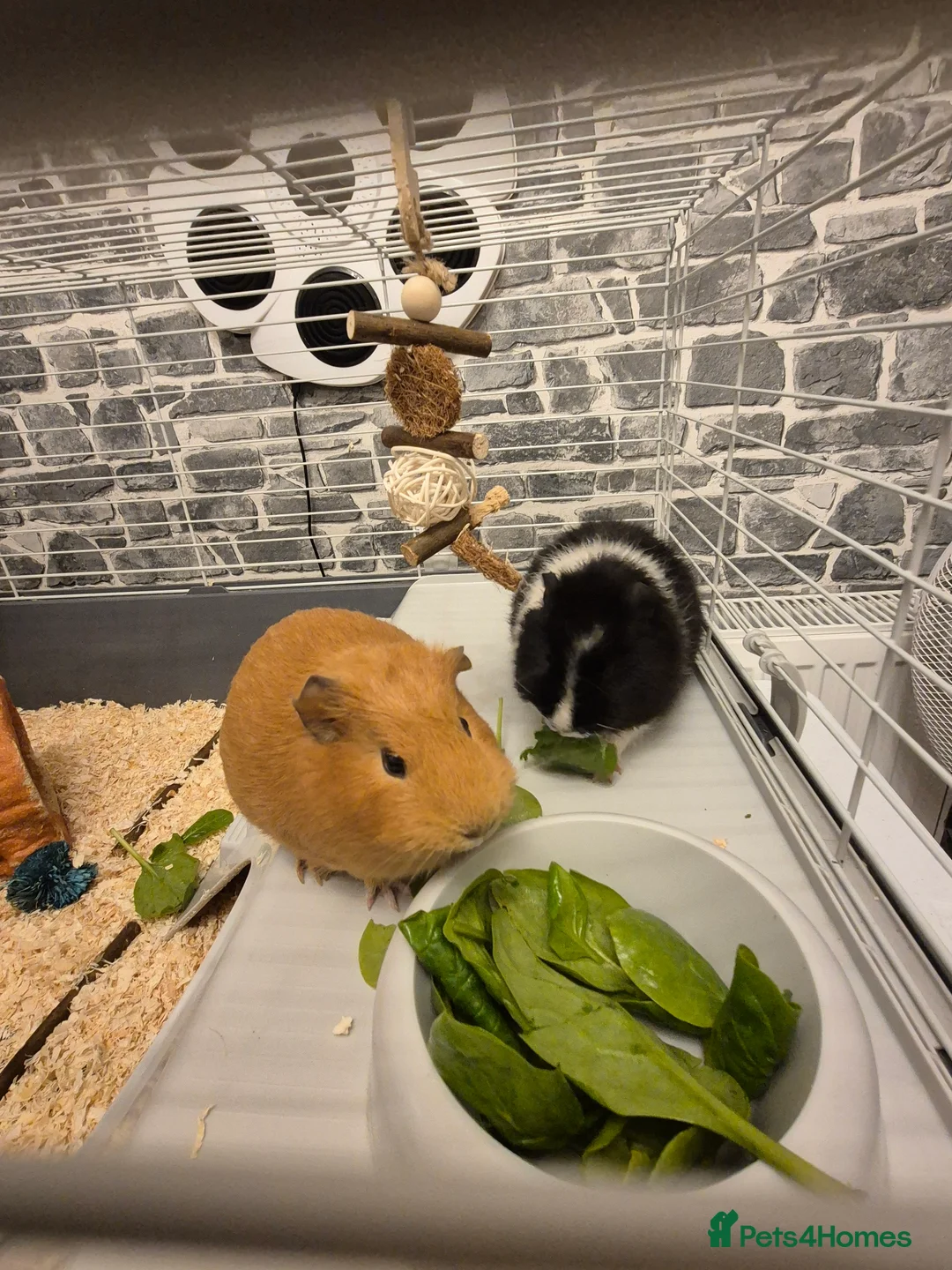 Guinea Pig rodents for sale: Two female guinea pigs 18 weeks old - Advert 1