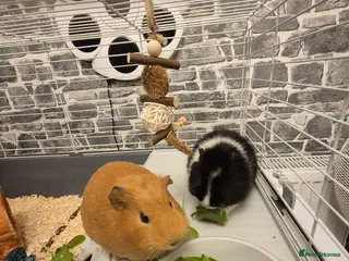 Guinea Pig rodents Two female guinea pigs 18 weeks old - Advert 1