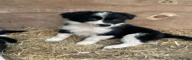 Border Collie 5