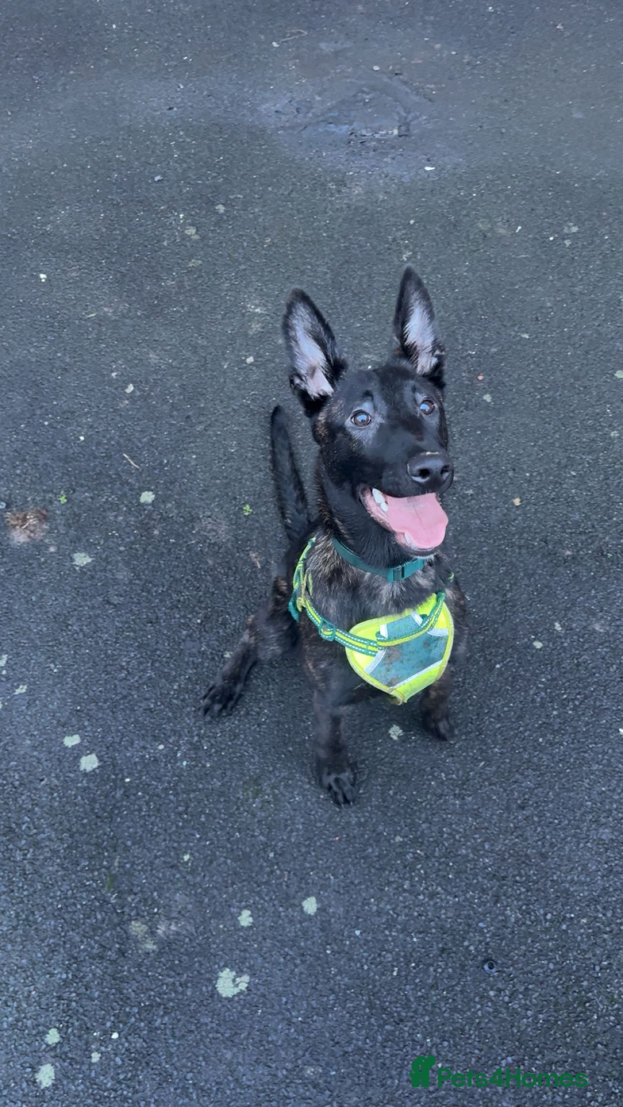 Mixed Breed dogs Dutch Shepard puppy - Advert 1