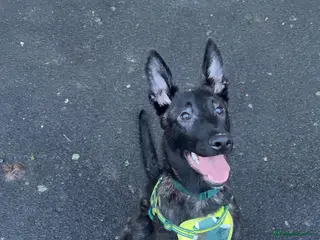 Mixed Breed dogs Dutch Shepard puppy - Advert 10