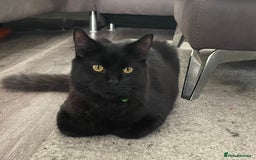 British Longhair cats for sale: Free 2 y/o cat - Image 1
