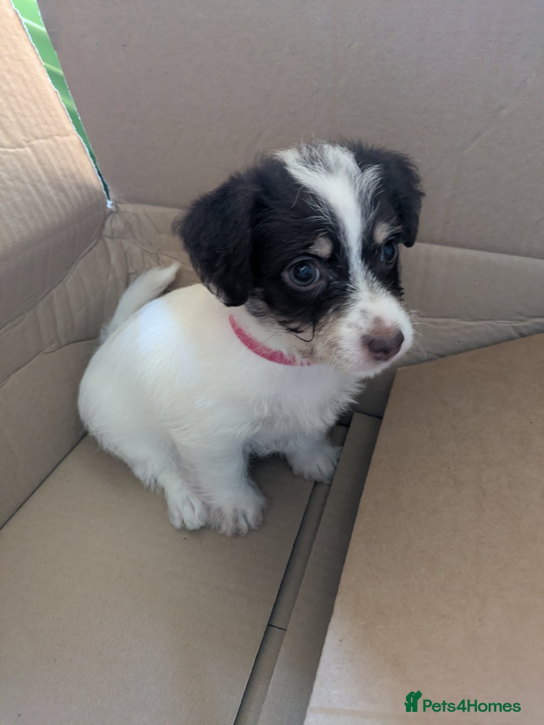 Mixed Breed dogs for sale: Pretty long soft coated Terrier Bitch - Advert 2