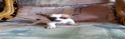 Mixed Breed dogs for sale: Beautiful Jack Russell puppies.  in Bristol - Advert 3