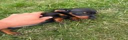 Miniature Dachshund dogs for sale: Miniature Dachshunds puppies in Bishop Auckland - Advert 6