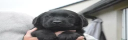 Labrador Retriever dogs for sale: Stunning Puppies From Show Winning Parents - Advert 27
