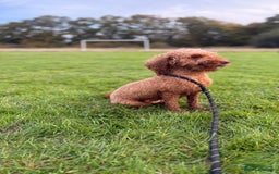 Mixed Breed dogs for sale: Beautiful Deep Red Poodle Puppy’s For Sale Kent  - Image 12