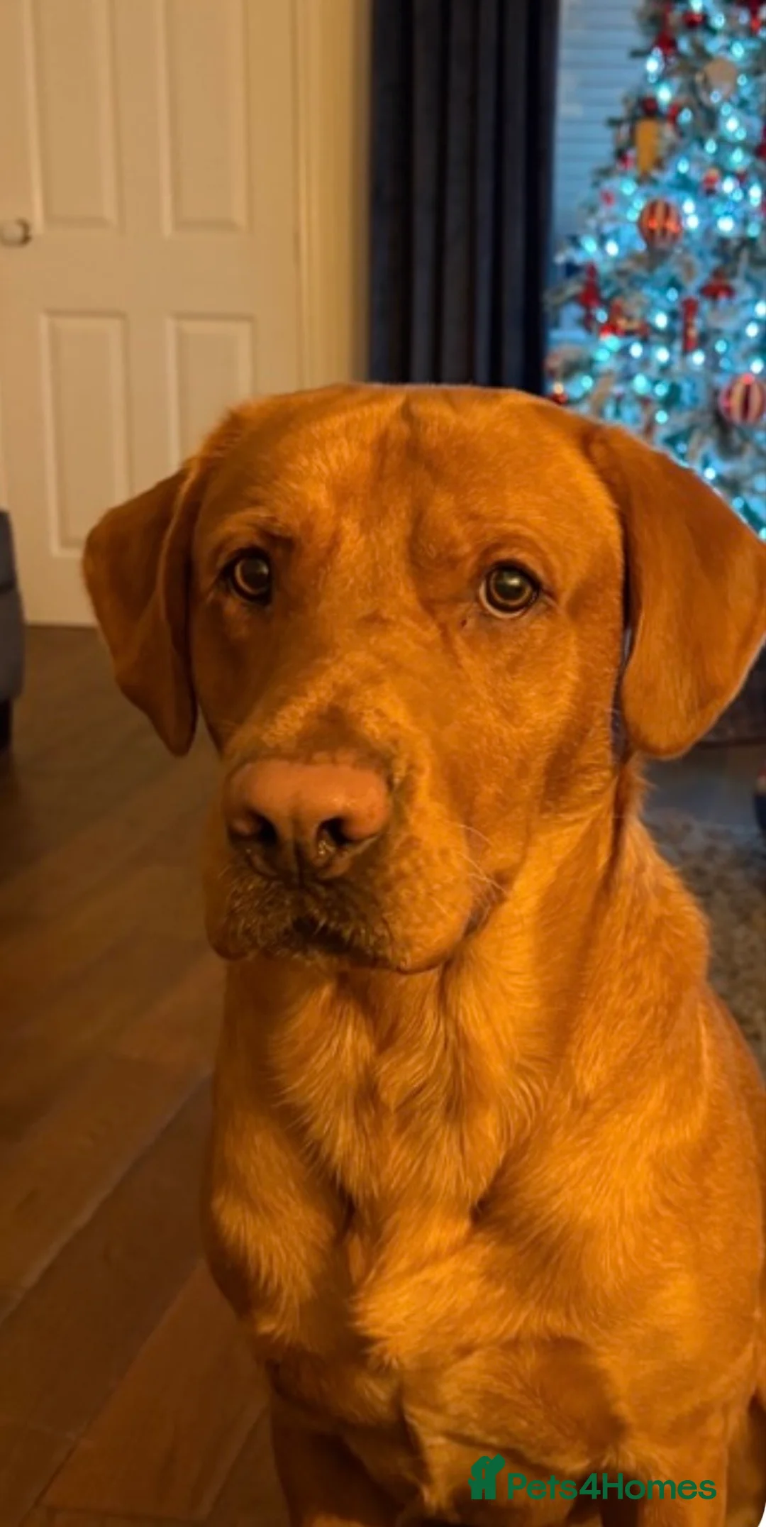 Labrador Retriever dogs for stud: KC registered and fully health checked  - Advert 4