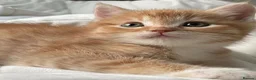 Mixed Breed cats for sale: Kittens ready now   (8 weeks old) - Advert 1