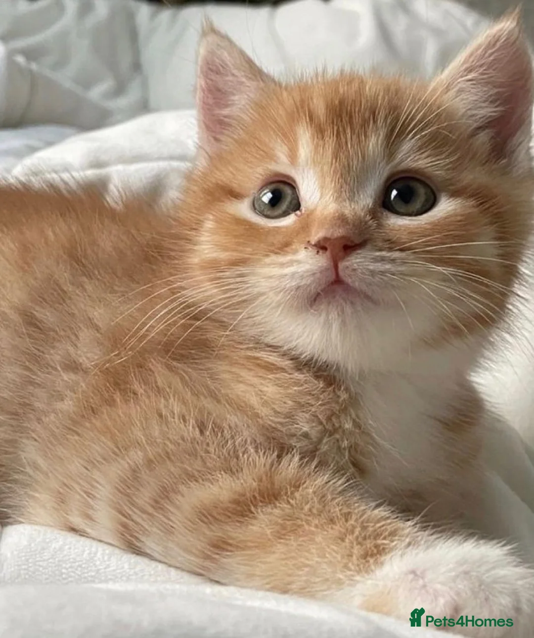 Mixed Breed cats for sale: Kittens ready now   (8 weeks old) - Advert 1