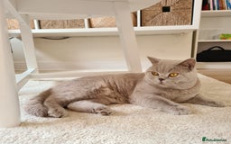 British Shorthair cats for stud: Lilac BSH stud duties GLOUCESTERSHIRE in Cheltenham - Image 7